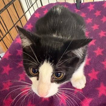 Big Mike -  Domestic Short Hair Cat for Adoption in Warrensburg, Missouri - Big Mike | PetCurious
