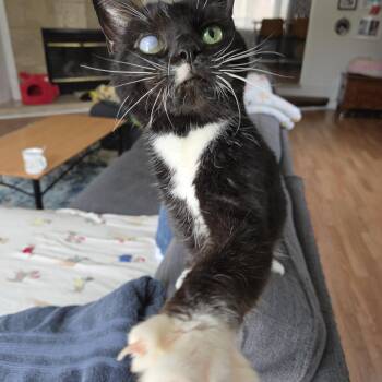 Domestic Short Hair Cats Available for Adoption in Royal Oak, Michigan - Forever Foster - Chica | PetCurious