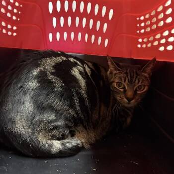 BUBBA -  Domestic Short Hair Cat for Adoption in Camarillo, California - BUBBA | PetCurious