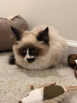 Jack -  Domestic Short Hair Cat for Adoption - Jack | PetCurious