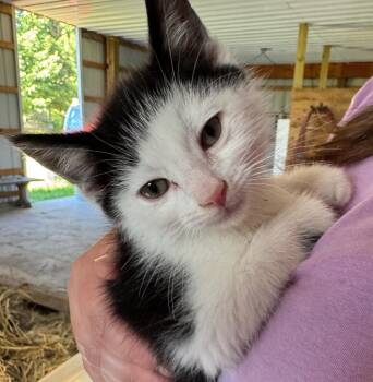 Maui -  American Shorthair Cat for Adoption in Traverse City, Michigan - Maui | PetCurious