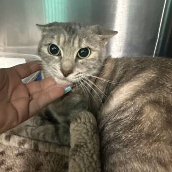 Rescue Domestic Short Hair Cats for Adoption in Lake Jackson, Texas - Fiona | PetCurious