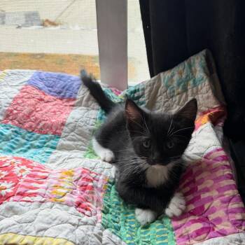 Jafar -  Domestic Short Hair Cat for Adoption in Tustin, California - Jafar | PetCurious