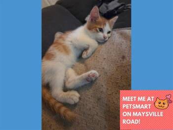 WAKKO -  Domestic Short Hair Cat for Adoption in Fort Wayne, Indiana - WAKKO | PetCurious