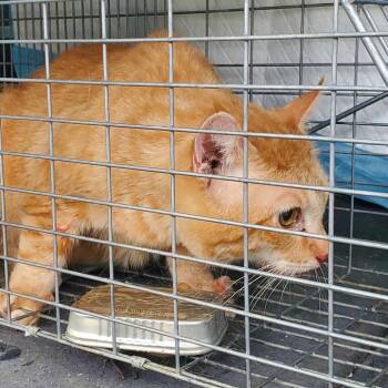 Pumpkin -  Domestic Short Hair Cat for Adoption in Kansas City, Missouri - Pumpkin | PetCurious
