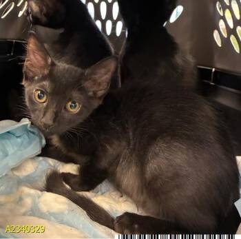 ECLIPSE -  Domestic Short Hair Cat for Adoption in West Palm Beach, Florida - ECLIPSE | PetCurious