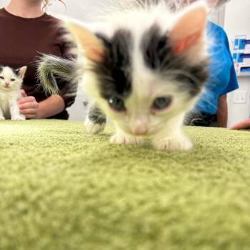 Bugz -  Domestic Short Hair Cat for Adoption in Winston-salem, North Carolina - Bugz | PetCurious