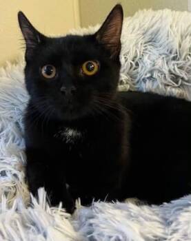ANNA BELLE -  Domestic Short Hair Cat for Adoption in Bolivia, North Carolina - ANNA BELLE | PetCurious