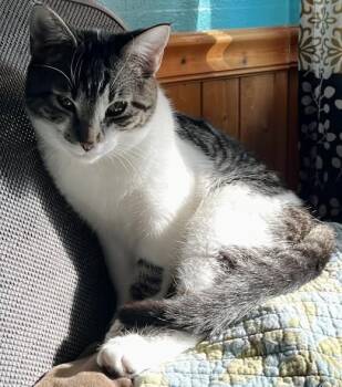 Domestic Short Hair and Tabby Cats Available for Adoption in Littleton, Colorado - Archie (and Veronica-bonded Pair 8 Month Old Kittens) | PetCurious