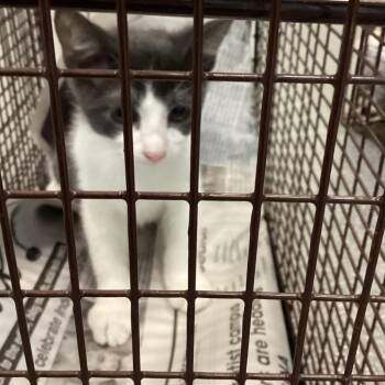 Mosier 2 -  Domestic Short Hair Cat for Adoption in Montgomery, Alabama - Mosier 2 | PetCurious