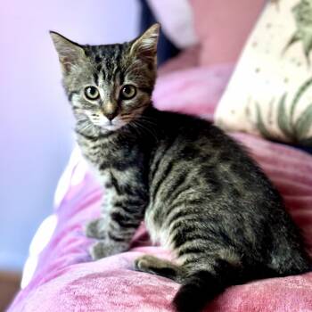 Tiger Lily -  Domestic Short Hair Cat for Adoption in Long Beach, California - Tiger Lily | PetCurious