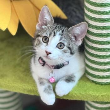 Domestic Short Hair Cats Available for Adoption in Sioux Falls, South Dakota - Mia | PetCurious