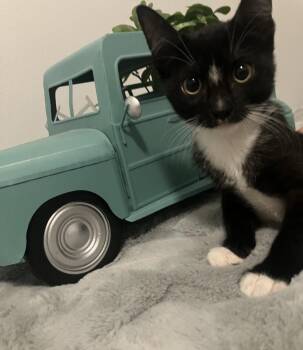 Jamboree -  Domestic Short Hair Cat for Adoption in Oviedo, Florida - Jamboree | PetCurious