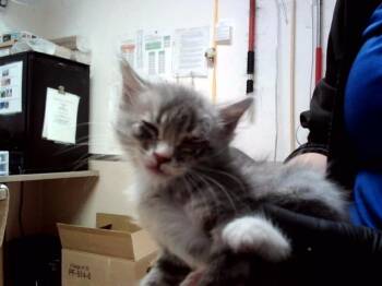 A1048593 -  Domestic Medium Hair Cat for Adoption in Martinez, California - A1048593 | PetCurious