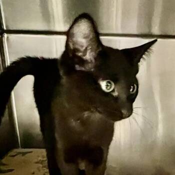 SPINNER SHARK -  Domestic Short Hair Cat for Adoption in St. Louis, Missouri - SPINNER SHARK | PetCurious