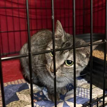 Rescue Domestic Short Hair Cats for Adoption in Pennsville Township, New Jersey - Weston | PetCurious