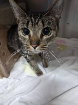 Yankee -  Domestic Short Hair Cat for Adoption in Burgaw, North Carolina - Yankee | PetCurious