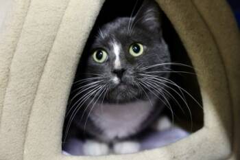 Rescue Domestic Short Hair Cats for Adoption in Hastings, Minnesota - Benny | PetCurious