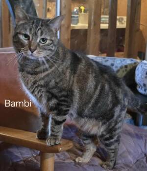 Rescue Tabby Cats for Adoption in Fort Erie, Ontario - Bambi | PetCurious