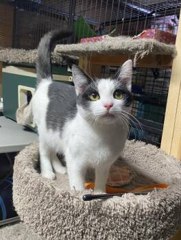 Max -  Domestic Short Hair Cat for Adoption in Alameda, California - Max | PetCurious