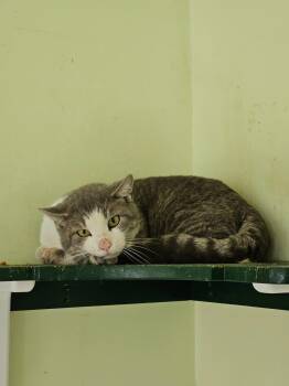 Toby -  Domestic Short Hair Cat for Adoption in Westbrook, Connecticut - Toby | PetCurious