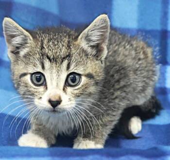 Rawri -  Domestic Short Hair Cat for Adoption in Thief River Falls, Minnesota - Rawri | PetCurious