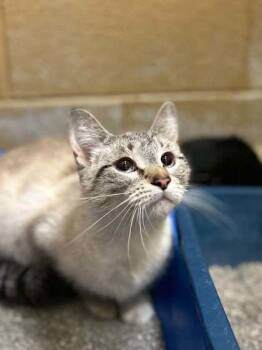 Mia -  Domestic Short Hair Cat for Adoption in Munster, Indiana - Mia | PetCurious