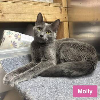 Molly -  Domestic Short Hair Cat for Adoption in Waynesburg, Pennsylvania - Molly | PetCurious
