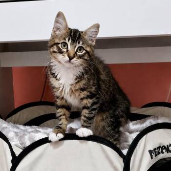 Dixon -  Domestic Medium Hair Cat for Adoption in Richmond, Virginia - Dixon | PetCurious