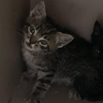 Wonder -  Domestic Short Hair Cat for Adoption in Cleveland, Mississippi - Wonder | PetCurious