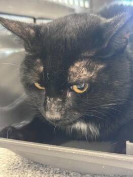 Puddy -  Domestic Short Hair Cat for Adoption in West Chester, Pennsylvania - Puddy | PetCurious
