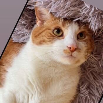 Rescue Domestic Short Hair Cats for Adoption in Merrifield, Virginia - Mishka Karimpouri | PetCurious