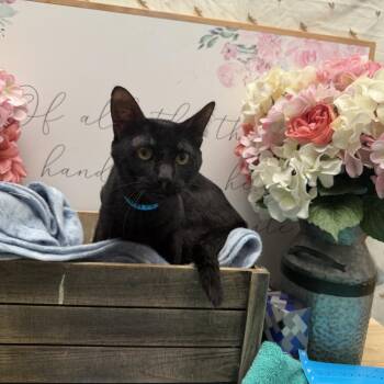 American Shorthair Cats Available for Adoption - Midnight | PetCurious