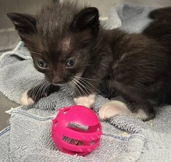 Reader -  Domestic Short Hair Cat for Adoption in Roseville, California - Reader | PetCurious