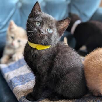 Hazell -  Domestic Short Hair Cat for Adoption in Tuscaloosa, Alabama - Hazell | PetCurious