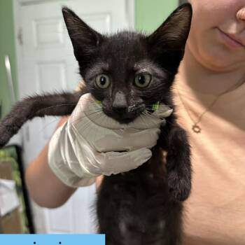 Zinnia -  Domestic Short Hair Cat for Adoption in Tampa, Florida - Zinnia | PetCurious