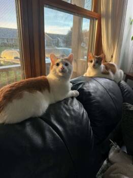 Apollo & Colby Jack -  Domestic Short Hair Cat for Adoption in Stoughton, Wisconsin - Apollo & Colby Jack | PetCurious