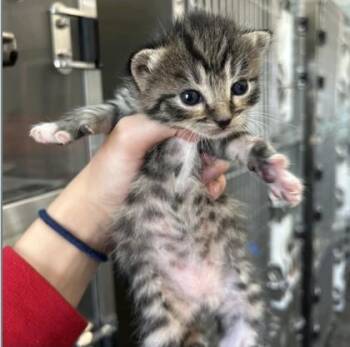 Domestic Short Hair Cats Available for Adoption in Fort Worth, Texas - Jig | PetCurious