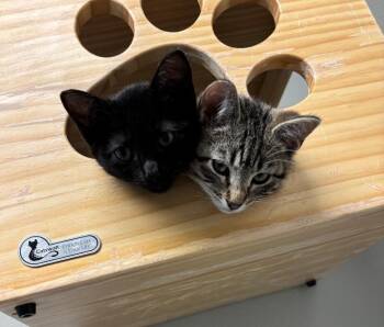 Sao Paulo -  Domestic Short Hair Cat for Adoption in Fort Collins, Colorado - Sao Paulo | PetCurious
