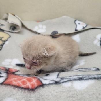 Lemonhead -  Domestic Short Hair Cat for Adoption in Washington Court House, Ohio - Lemonhead | PetCurious