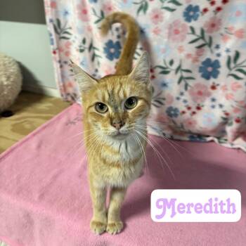 Meredith -  Domestic Short Hair Cat for Adoption in Hillsboro, Ohio - Meredith | PetCurious