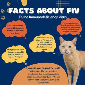 Rescue Domestic Short Hair Cats for Adoption in Nashville, Tennessee - Penelope | PetCurious