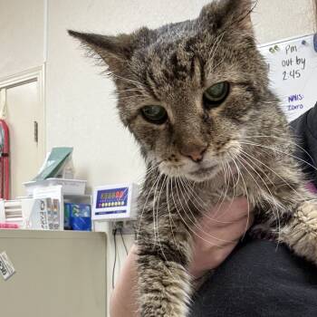 Rescue Domestic Short Hair Cats for Adoption in Pekin, Illinois - Max | PetCurious