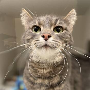 Domestic Short Hair Cats Available for Adoption in Champaign, Illinois - Skips | PetCurious