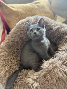 Sextus -  Domestic Short Hair Cat for Adoption in Newport, Kentucky - Sextus | PetCurious