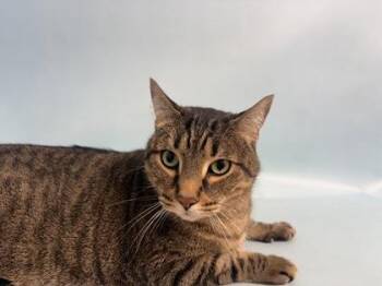 Lambo -  Domestic Short Hair Cat for Adoption in Golden Valley, Minnesota - Lambo | PetCurious