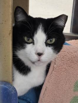 Domestic Short Hair Cats Available for Adoption in Millville, Utah - Libby | PetCurious