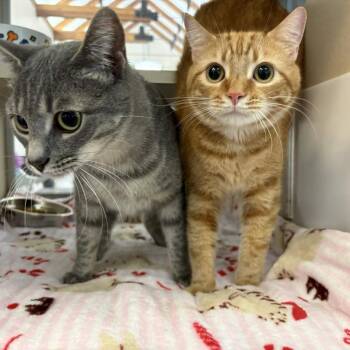 Oswald -  Domestic Short Hair Cat for Adoption in Gloucester, Virginia - Oswald | PetCurious
