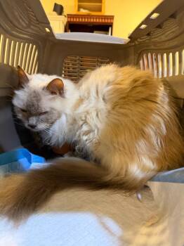 Martha -  Ragdoll Cat for Adoption in New Braunfels, Texas - Martha | PetCurious