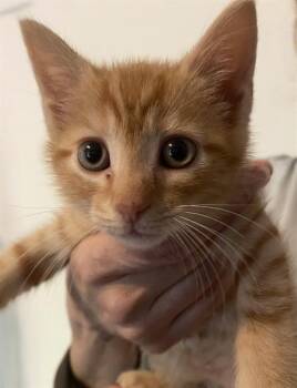 WAFFLES -  Domestic Short Hair Cat for Adoption in Charlotte, North Carolina - WAFFLES | PetCurious